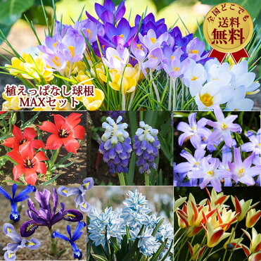 小球根 秋植え球根 植えっぱなし 毎年楽しめる 球根セット 50球 Max お届け9月下旬 先行予約 選べる種類 ミニアイリス チオノドクサ クロッカス 原種チューリップ 全国どこでも 送料無料 メール便お届け Room 欲しい に出会える