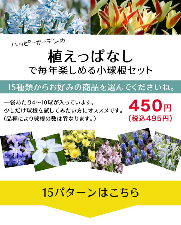 物品 花物語 春 しろ 12球セット春植え球根の詰め合わせ Arizonavmlc Org