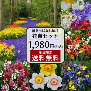 球根 チューリップ 球根 球根の人気商品 通販 価格比較 価格 Com