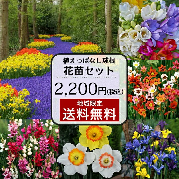 楽天市場 花苗セット おまかせ 植えっぱなし芽出し球根苗 合計5鉢セット 1ポット1 5球植え お届け中 あす楽 地域限定送料無料 ムスカリ 原種チューリップ ハッピーガーデン