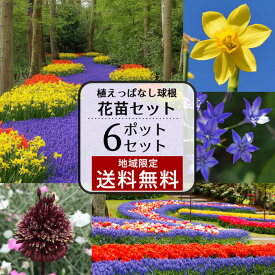 花苗セット 植えっぱなし 芽出し球根苗 おまかせ 6種 6鉢 セット 1ポット1～3球植え【お届け中 地域限定送料無料】ムスカリ 原種チューリップ クロッカス アリウム ミニアイリス ガーデニング 苗 イングリッシュガーデン HappyGarden ハッピーガーデン