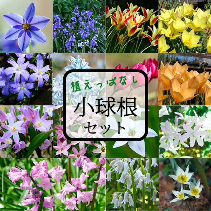楽天市場 秋植え球根 New 毎年楽しめる 植えっぱなし 球根 お得な球根セット 7種類より選択 お届け中 メール便でお届け 小球根 全国どこでも送料無料 原種チューリップ ムスカリ 球根 花の球根 冬植え球根 野放し 秋植え ハッピーガーデン 楽天市場 秋植え球根 New 毎年楽しめる 植えっぱなし 球根 お得な球根セット 7種類より選択 お届け中 メール便でお届け 小球根 全国どこでも送料無料 原種チューリップ ムスカリ 球根 花の球根 冬植え球根 野放し 秋植え ハッピーガーデン