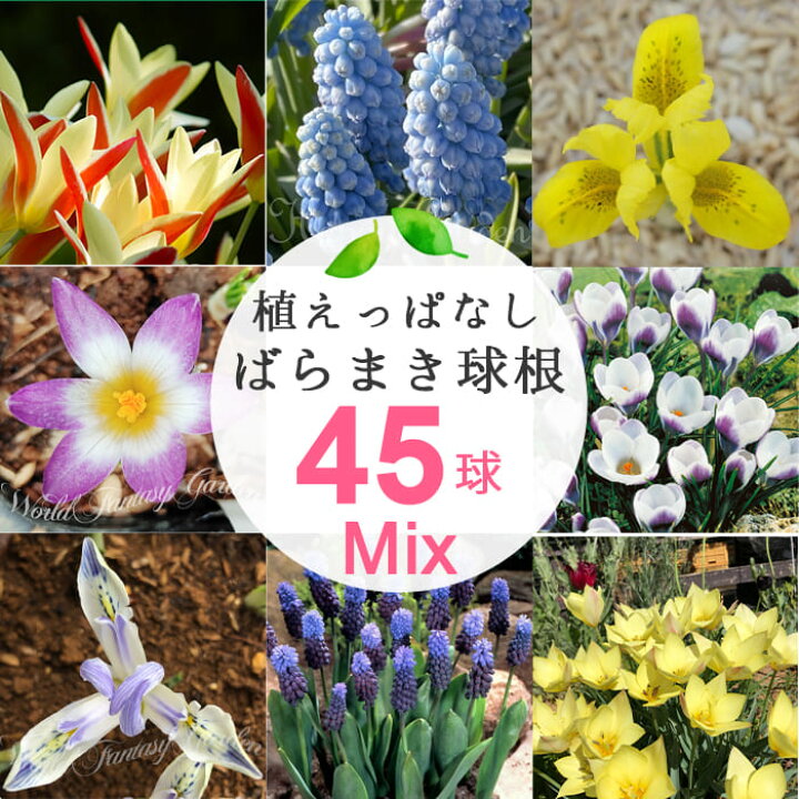 楽天市場 球根 植えっぱなし ばらまき球根 おまかせ8種 45球セット お届け中 全国ドコで送料無料 小球根 花の球根 球根 花 ガーデン 野放し 秋植え 秋球根 花壇 ガーデニング 寄せ植え 庭植え 花壇 イングリッシュガーデン 球根植物 22bu ハッピーガーデン