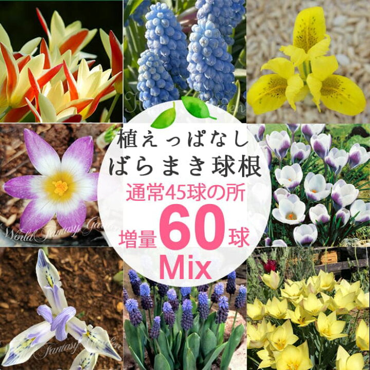 楽天市場 増量15球 球根 植えっぱなし ばらまき球根 おまかせ8種 45球 60球セット お届け中 全国ドコで送料無料 小球根 花の球根 球根 花 ガーデン 野放し 秋植え 秋球根 花壇 ガーデニング 寄せ植え 庭植え 花壇 イングリッシュガーデン 球根植物 22bu ハッピー