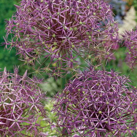 芽出し球根苗 春苗 植えっぱなし アリウム クリストフィー 1鉢 3号ロング 1球植え 【お届け中】 allium christphii 秋植え球根 庭植え 花壇 鉢植え 花苗 苗 ガーデン ハッピーガーデン