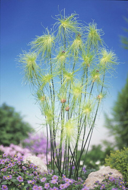 楽天市場 小球根 アリウム ヘアー 黄緑 8球 お届け中 Allium Hair 秋植え球根 球根 セット 鉢植え 庭植え 寄せ植え ガーデニング メール便でお届け時間指定不可 ハッピーガーデン