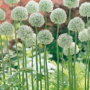   AE }EgGxXg 1y͂zAllium Mount Everest ^AE Ornamental Onion H K[fjO A A H ~ nbs[K[f y2025BUzyCOMz1635