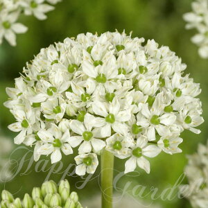 AςȂ  AE jO 3 Zbgy͂ ^zAllium nigrum@Ԃ̋ HA HA K[fjO A Ԓd nbs[K[f y2025BUzyCOMz