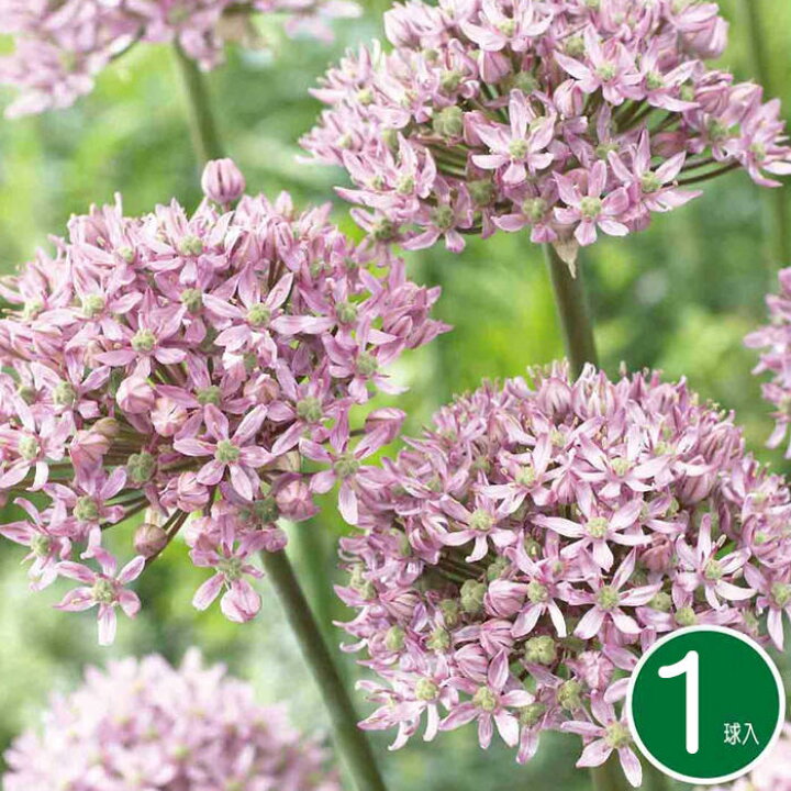 楽天市場 中型球根 アリウム ピンクジュエル1球 Allium Pink Jewel お届け中 アリウム 球根 花の球根 秋植え球根 花壇 コンテナガーデニング 秋植え コンテナ 切り花 耐寒性 コンパクト便でお届け ハッピーガーデン