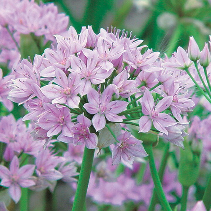 楽天市場 小球根 アリウム ユニフォリウム 球根5球入り お届け中 Allium Unifoliumornamental Onion アリウム 球根 花の球根 秋植え球根 小球根 ガーデニング 秋植え 鉢植え 庭植え 冬植え球根 花壇 21bu ハッピーガーデン 楽天市場 小球根 アリウム ユニフォリウム 球根5球入り お届け中 Allium Unifoliumornamental Onion アリウム 球根 花の球根 秋植え球根 小球根 ガーデニング 秋植え 鉢植え 庭植え 冬植え球根 花壇 21bu ハッピーガーデン
