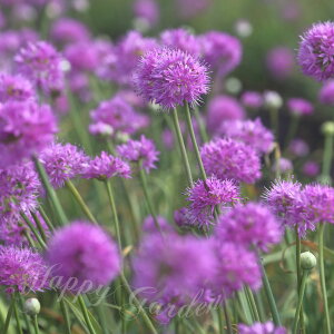  AςȂ AE JjA[i 5Zbg Fy͂  [֑ΉzAllium carolinianum Ԃ̋ HA ~ HA K[fjO A Ԓd nbs[K[