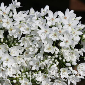 _1000~|bL ^@AςȂ AE Rj[ Iׂ5`9Zbgys\10{`͂@[֑Ή SzAllium Cowanii HA K[fjO 