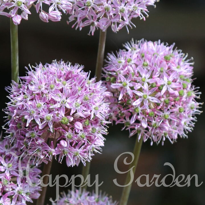 楽天市場 1000円ポッキリ球根 アリウム ディシピエンス 球根3球入り お届け中 小球根 全国どこでも送料無料 メール便 Allium アリューム 球根植物 多年草 球根 草花 ガーデン ガーデニング 22bu ハッピーガーデン