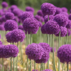 󏭕i AςȂ HA ^`傫߂̋ AE@A[[ZZCV  1y͂ ^ zzAllium Early Sensation Ԃ̋ HA HA MK`