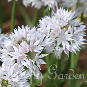  AςȂ ȃlMVH AE OCXtr[eB 3`7Zbg ԁy͂  [֑ΉzAllium amplectens Graceful Beauty HA K[fjO A 