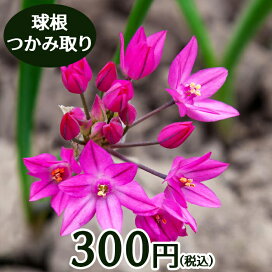 楽天市場 ガーデニング 秋冬苗 秋植え球根 その他小球根 アリウム ハッピーガーデン