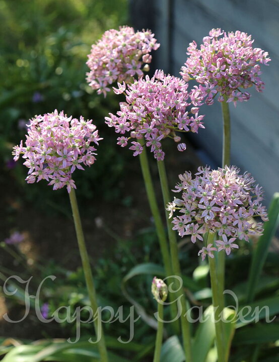 楽天市場 1000円ポッキリ 球根 アリウム ピンクジュエル 球根3球入り お届け中 中型球根 Allium Pink Jewel 多年草 球根植物 秋植え球根 花の球根 花壇 庭植え 鉢植え ガーデン ガーデニング 22bu Com ハッピーガーデン