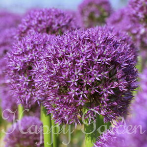 󏭕i AςȂ HA AE p[vJC  1ys\10{`͂ ^ zzAllium Purple Kyra Ԃ̋ HA HA  K[fjO A