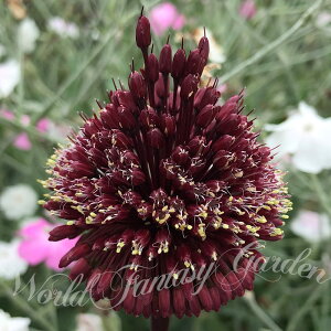  AςȂ AE bhqJ 1 y͂ ^ zցzAllium Red mohican HA ԉ  A Ԓd A 񂹐A Ornamental Onion H ~ t nbs[K[f