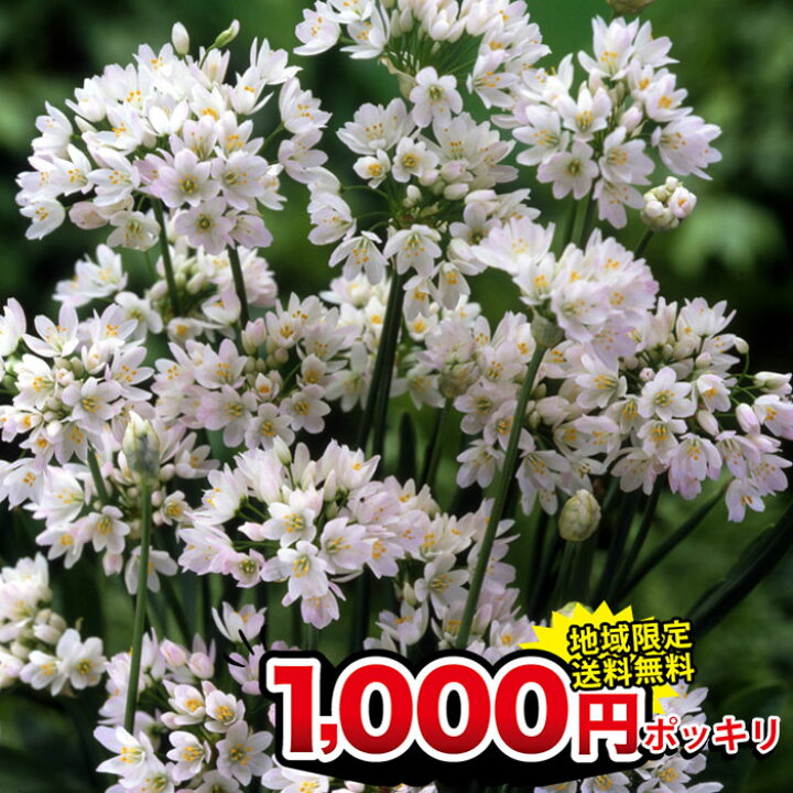楽天市場 1000円ポッキリ 地域限定送料無料 芽出し球根 植えっぱなし アリウム ロゼウム 3鉢セット 1鉢3球植え お届け中 Allium Roseumu 野放し 花の球根 冬植え球根 ハッピーガーデン