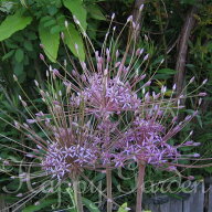 植えっぱなし球根 秋 花 大輪 矮性 アリウム シュベルティー 1球【先行予約　お届け10月上旬 コンパクト…
