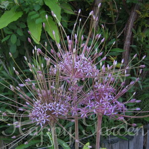   AςȂ  ␫ AE VxeB[ 1ys\10{`͂zAllium schubertii HA Ornamental Onion VxeB N A Ԃ̋ Ԓd A A