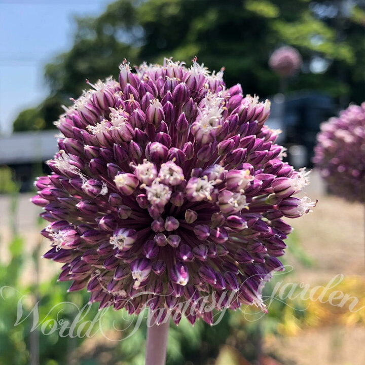楽天市場 球根 植えっぱなし 秋植え アリウム サマードラム 4球 セット お届け中 中型球根 Allium Summer Drummer アリューム サマードラマー 野放し 秋球根 球根植物 花の球根 庭植え 秋植え 花壇 ガーデニング ガーデン 花壇 鉢植え 22bu ハッピーガーデン