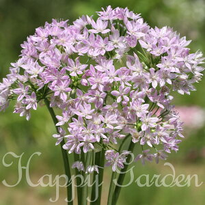 \1000円ポッキリ送料無料/球根 植えっぱなし球根 花 アリウム ユニフォリウム 選べる5球〜24球入り 桃色【お届け中 小球根 メール便対応】花の球根 秋植え球根 秋植え 庭植え 花壇 イング