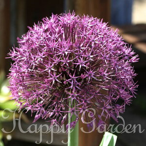 󏭕i AςȂ HA AE jo[X  1ys\10`͂ ^ zz Allium Universe Ԃ̋ HA HA  K[fjO A Ԓd Ornam