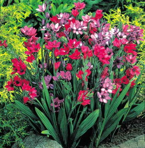 AςȂ   orAi XgN^@~bNX 10y͂  [֑ΉzBabiana rubrocyanea H HA Ԃ̋ A HA Ԓd K[fjO K[f Ԓd A 