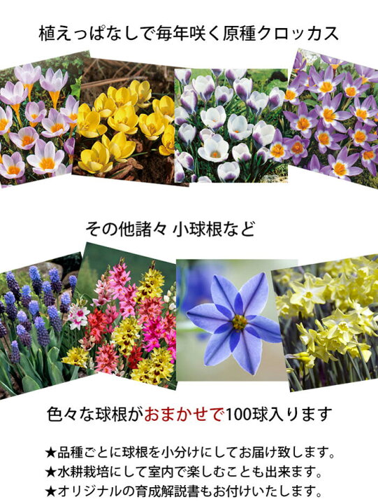 楽天市場 球根 福袋 100球セット ギフトラッピング付き お届け中 地域限定送料無料 チューリップ クロッカス イフェイオン スパラキシス ムスカリ ガーデン ガーデニング 庭植 花壇 プランター 寄せ植え 鉢植え 水耕栽培 プレゼント 誕生日 お祝い クリスマス