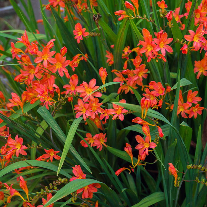 楽天市場 芽出し球根苗 クロコスミア レッド オレンジ 1鉢3球植え 3号 お届け中 Crocosmia ヒメヒオウギズイセン 姫檜扇水仙 アヤメ 菖蒲 球根植物 赤花 橙花 花壇 鉢植え プランター 庭植え ハッピーガーデン 楽天市場 芽出し球根苗 クロコスミア レッド オレンジ 1鉢3球植え 3号 お届け中 Crocosmia ヒメヒオウギズイセン 姫檜扇水仙 アヤメ 菖蒲 球根植物 赤花 橙花 花壇 鉢植え プランター 庭植え ハッピーガーデン