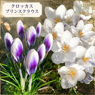植えっぱなし球根 秋植え クロッカス プリンスクラウス 選べる 3球～24球セット【お届け中 小球根 メール…