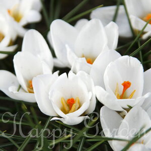 1000~|bL  HA 炫K[fNbJX NTTX A[hVFN 4`6Zbgy͂ [ւł͂zGardenCrocus K[fjO HA A A 