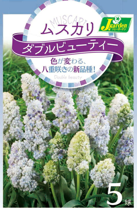 楽天市場 小球根 ムスカリ ダブルビューティー 球根5球セット お届け中 Muscari Double Beauty ムスカリ メール便 ネコポス 花の 球根 秋植え球根 セット鉢植え 庭植え 寄せ植え 秋植え ガーデニング 花壇 21bu ハッピーガーデン