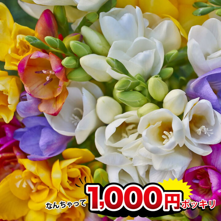 楽天市場 1000円ポッキリ 花苗 フリージア Mixカラー 色おまかせ 4鉢セット 3 3 5号 お届け中 Freesia 球根植物 多年草 草花 鉢植え 庭植え 花壇 地植え 寄せ植え 切り花 ガーデン ガーデニング 秋苗 花の苗 お花 秋植え 植えっぱなし アサギズイセン 半耐寒性球根