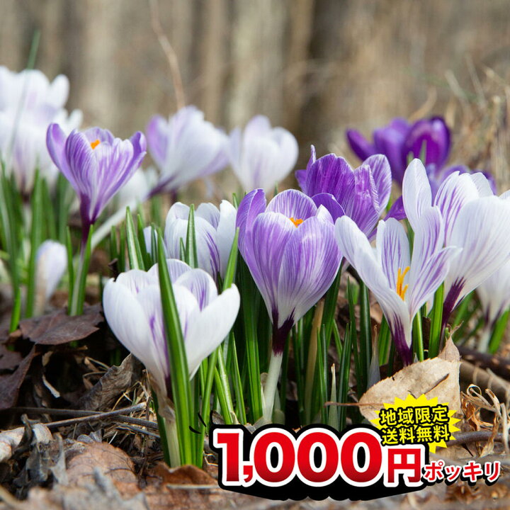 楽天市場 1000円ポッキリ 芽出し球根 ガーデンクロッカス おまかせmix 3鉢苗セット お届け中 地域限定送料無料 Gardencrocus 球根 きゅうこん めだし 花の球根 クロッカス ガーデニング 秋植え 鉢植え 庭植え 花壇 冬植え球根 ハッピーガーデン