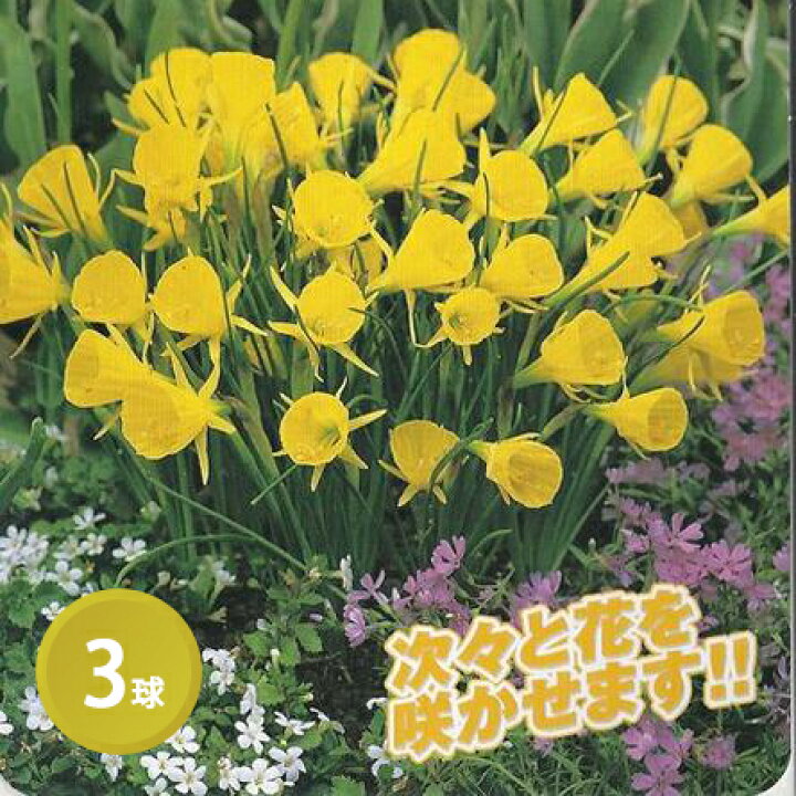 楽天市場 秋植え球根 花のかわいい 水仙 ゴールデンベル 3球 お届け中 中型球根 秋植え 球根 寄せ植え 庭植え 鉢植え 花壇 ガーデニング スイセン 球根 21bu Com ハッピーガーデン