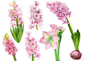 楽天市場 球根 ヒヤシンス 選べる5色 1球 ばら売り お届け中 コンパクト便でお届け Hyacinth きゅうこん ひやしんす ガーデニング 花の球根 桃花 白花 青花 黄花 鉢植え 花壇 水耕栽培 コンテナ 庭植え 切り花 ハッピーガーデン