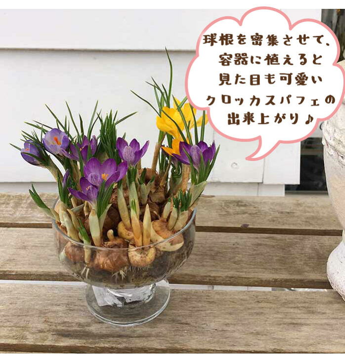 楽天市場 クロッカスパフェ 水耕栽培セット 球根17球 球 お届け中 水ゴケ ビー玉 ホワイトストーン 球根 水栽培 球根植物 Crocus クロッカス 球根 セット 原種クロッカス パフェグラス 花 花の球根 ガーデン ガーデニング ハッピーガーデン