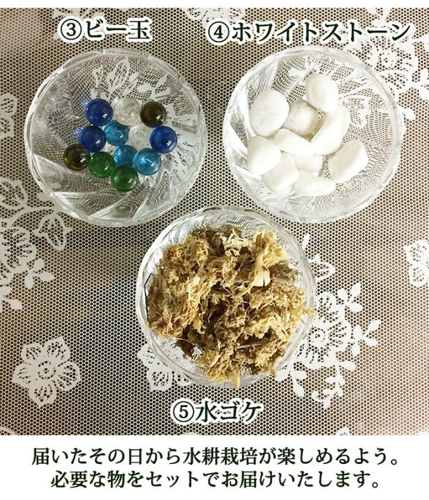 楽天市場 クロッカスパフェ 水耕栽培セット 球根17球 球 お届け中 水ゴケ ビー玉 ホワイトストーン 球根 水栽培 球根植物 Crocus クロッカス 球根 セット 原種クロッカス パフェグラス 花 花の球根 ガーデン ガーデニング ハッピーガーデン