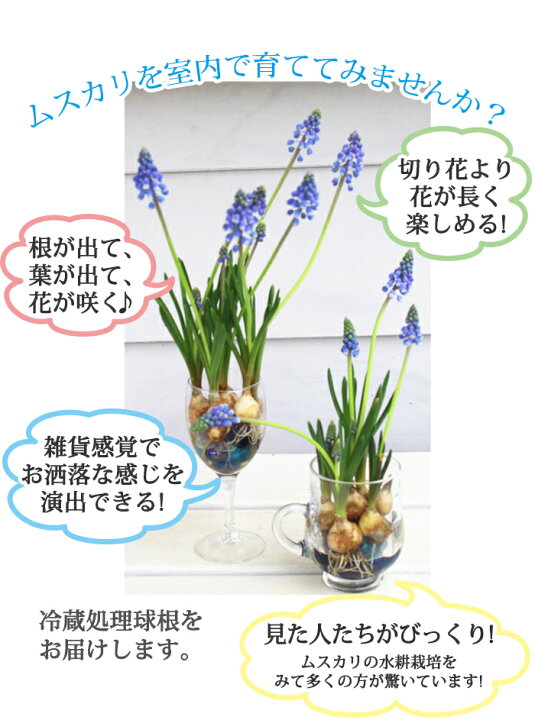 楽天市場 ムスカリ 水耕栽培キット ムスカリ アルメニアカム 球根10球 ガラス付き お届け中 地域限定送料無料 Muscari Hydroponic Culture アルメニアカム 球根 セット 水栽培 花瓶 ガラス グラス 室内 ハッピーガーデン 楽天市場 ムスカリ 水耕栽培キット ムスカリ アルメニアカム 球根10球 ガラス付き お届け中 地域限定送料無料 Muscari Hydroponic Culture アルメニアカム 球根 セット 水栽培 花瓶 ガラス グラス 室内 ハッピーガーデン