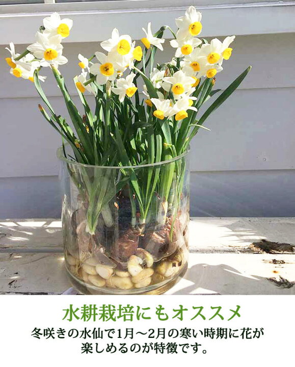 楽天市場】球根 花 スイセン 日本 水仙 3球セット【お届け中 