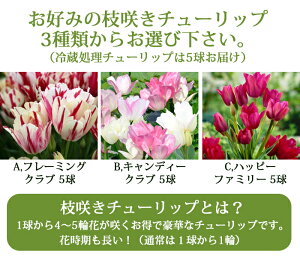 楽天市場 ガーデニング 春苗 芽出し球根 花苗 水耕栽培 ハッピーガーデン