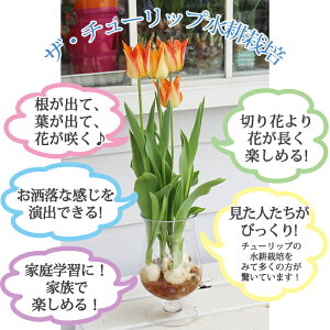 楽天市場 ガーデニング 春苗 芽出し球根 花苗 水耕栽培 ハッピーガーデン