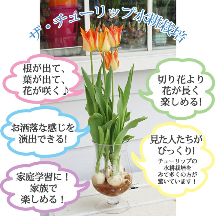 楽天市場 チューリップ 水耕栽培キット グラスで楽しむ水耕栽培キット チューリップ球根 ホワイトストーン グラス球根 セット お届け中 地域限定送料無料 Tulip 水栽培 花瓶 ガラス グラス 室内 テーブルチューリップ ハッピーガーデン