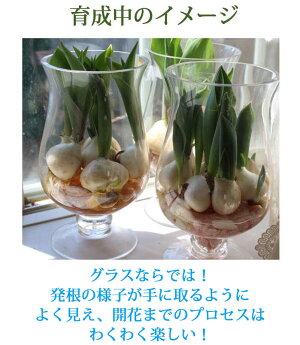 楽天市場 ガーデニング 春苗 芽出し球根 花苗 水耕栽培 ハッピーガーデン