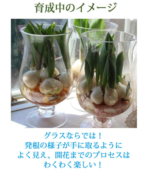 楽天市場 チューリップ 水耕栽培キット グラスで楽しむ水耕栽培キット チューリップ球根 ホワイトストーン グラス球根 セット お届け中 地域限定送料無料 Tulip 水栽培 花瓶 ガラス グラス 室内 テーブルチューリップ ハッピーガーデン