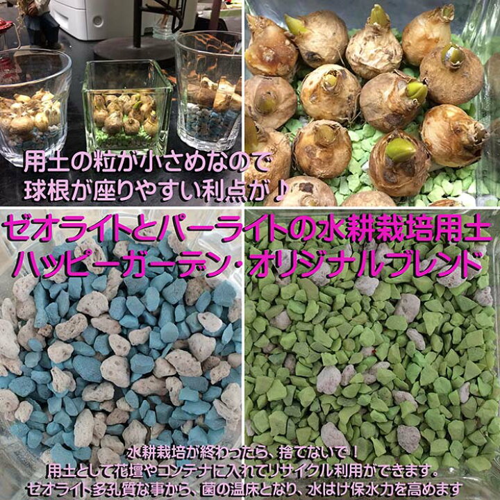 楽天市場 ムスカリ 水耕栽培キット ムスカリ アルメニアカム 球根10球 ガラス付き お届け中 地域限定送料無料 Muscari Hydroponic Culture アルメニアカム 球根 セット 水栽培 花瓶 ガラス グラス 室内 ハッピーガーデン
