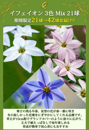 楽天市場 秋植え球根 New 毎年楽しめる 植えっぱなし 球根 お得な球根セット 種類より選択 最大50球から お届け中 メール便でお届け 小球根 全国どこでも送料無料 ミニアイリス チオノドクサ クロッカス 原種チューリップ ムスカリ 球根 花の球根 冬植え球根 野放し